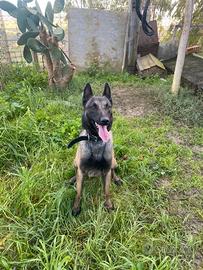 Disponibile per monta