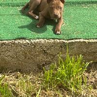 Cuccioli di Pit bull