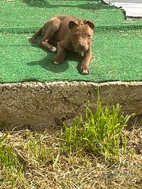 Cuccioli di Pit bull