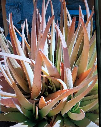 aloe vera 