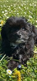 Maltipoo black