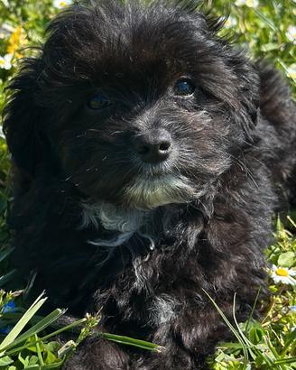 Maltipoo black