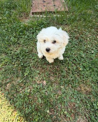 Cucciola Maltese