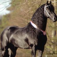 Stallone frisone - STAGIONE DI MONTA 2025