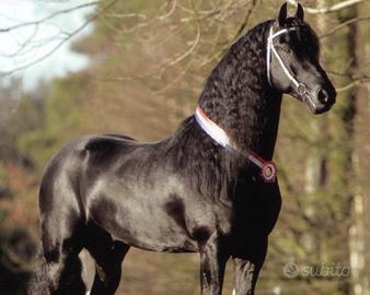 Stallone frisone - STAGIONE DI MONTA 2025