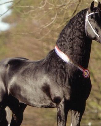 Stallone frisone - STAGIONE DI MONTA 2025