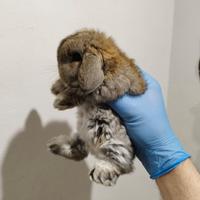 Coniglio nano ariete