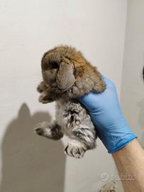 Coniglio nano ariete