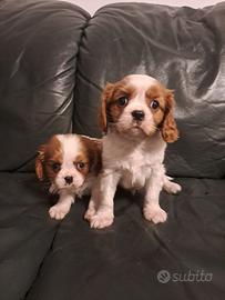 Cuccioli di cavalier King