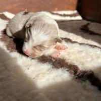 Border collie femmina