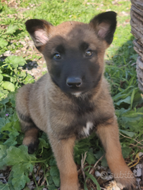 Pastori belga malinois