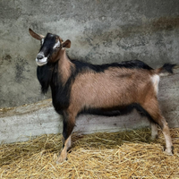 Becco