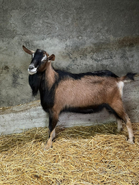 Becco