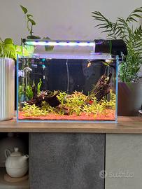 Vedo acquario aqpet + lampada twinstar 450 EA
