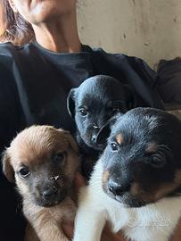 Cuccioli di cane