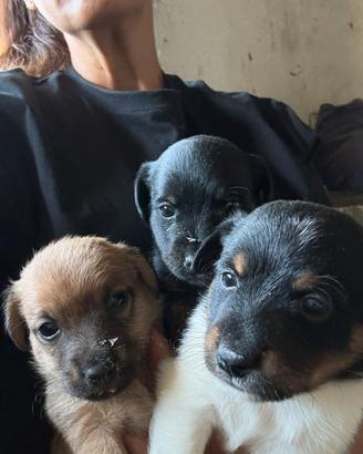 Cuccioli di cane