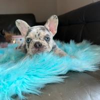 Cuccioli di bulldog francese lilac tan merle