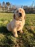 maschio-golden-retriever-collare-blu
