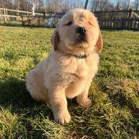 Maschio Golden retriever collare blu