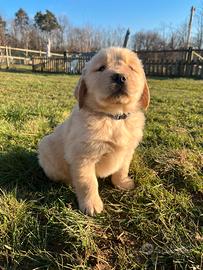 Maschio Golden retriever collare blu