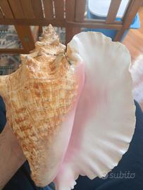 conchiglia granchio eremita