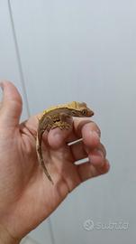 Geco ciliatus Cappuccino Het Axanthic