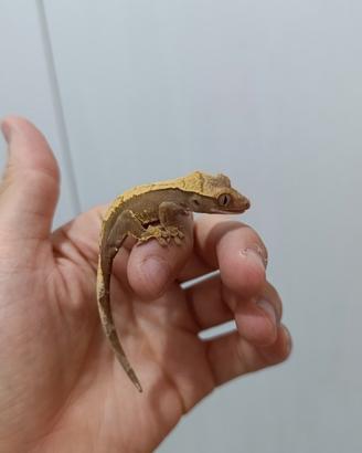 Geco ciliatus Cappuccino Het Axanthic