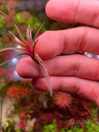 Rara pianta di eriocaulon quinquangolare