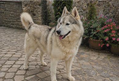 Siberian husky maschio