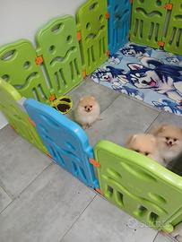spitz pomerania 