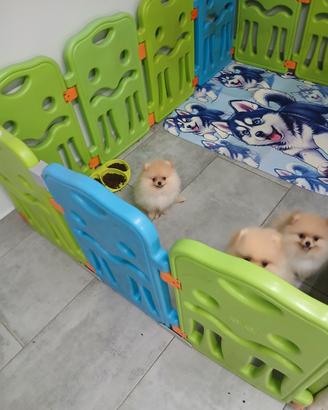 spitz pomerania 
