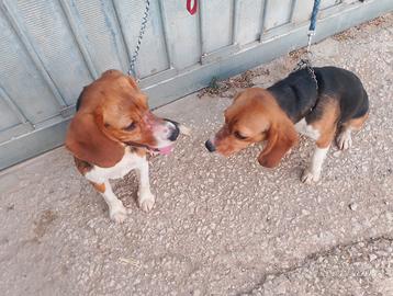 Cani da caccia Beagle cucciolone