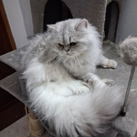 Gattina persiana