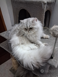 Gattina persiana