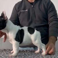 Bulldog Francese