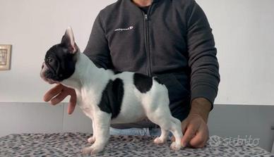 Bulldog Francese