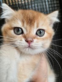 cucciolo british Shorthair golden con pedigree 