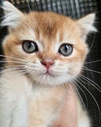 cucciolo british Shorthair golden con pedigree 