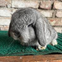 Mini Lop pearl gray blue occhi blu