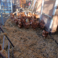 Galline ovaiole e faraone