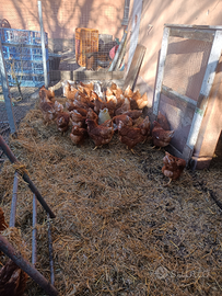 Pollastre ovaiole e faraone