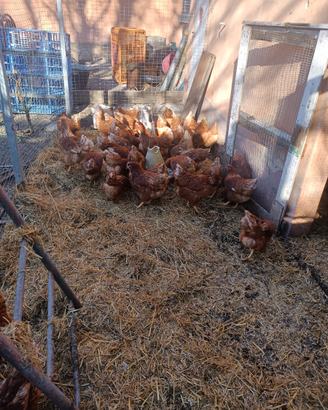Galline ovaiole e faraone