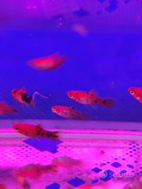 Platy pesci tropicali