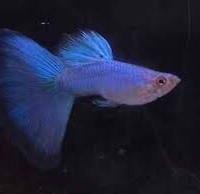 Guppy Blue Singa