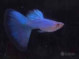 Guppy Blue Singa
