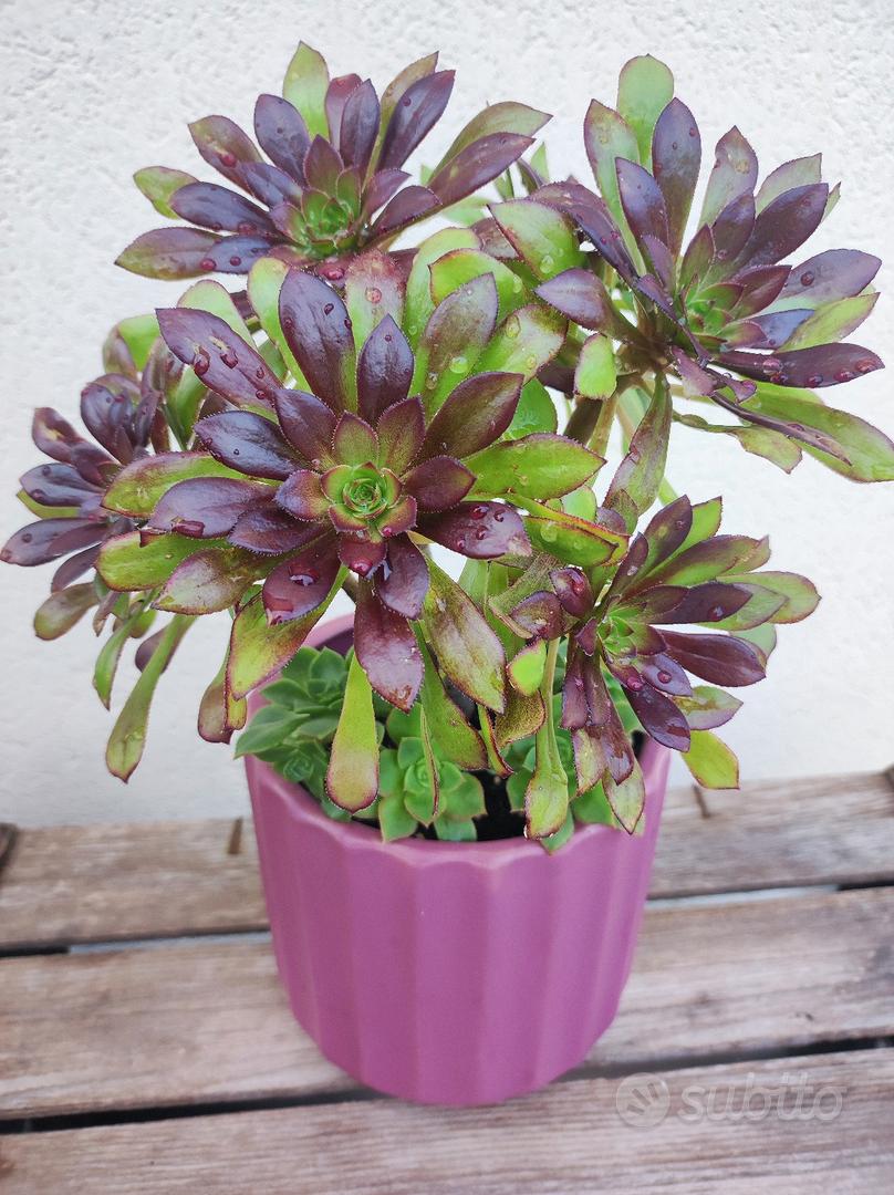 Aeonium pianta grassa in vaso di ceramica - Giardino e Fai da te In vendita  a Udine