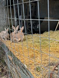 Conigli fiandre