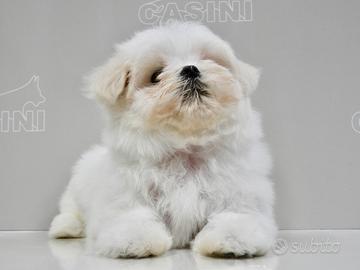 Maltesi usa+corea piccola taglia enci