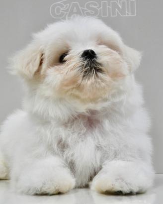 Maltesi usa+corea piccola taglia enci