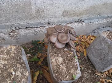 Porzione terreno agricolo con luce e acqua